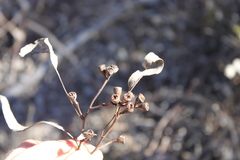 Eucalyptus decorticans