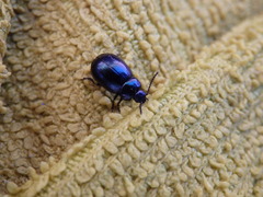 Gastrophysa janthina