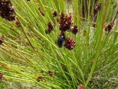 Juncus filicaulis