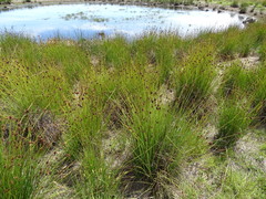 Juncus filicaulis