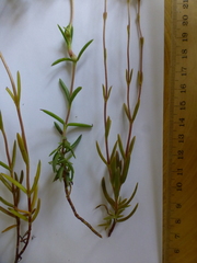 Crassula cymosa