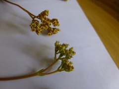 Crassula cymosa