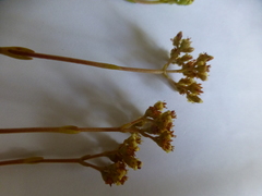 Crassula cymosa