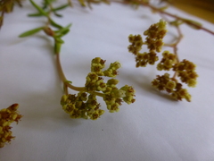 Crassula cymosa