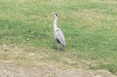 Ardea cinerea