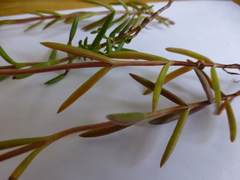 Crassula cymosa