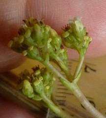 Crassula cymosa