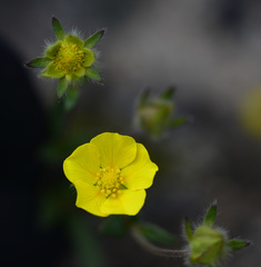 Potentilla arenosa