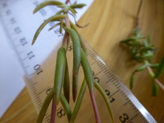 Crassula cymosa