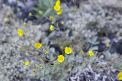 Potentilla vahliana