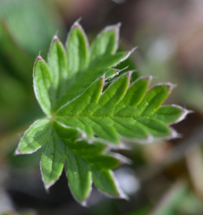 Potentilla arenosa