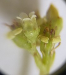 Crassula cymosa