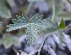 Potentilla vahliana