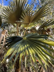 Pritchardia minor