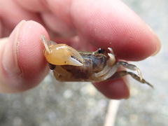Geothelphusa taroko