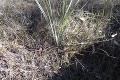 Lomandra ramosissima
