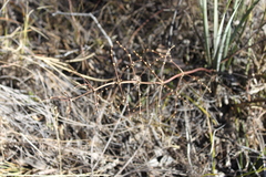 Lomandra ramosissima