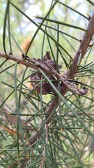 Hakea gibbosa