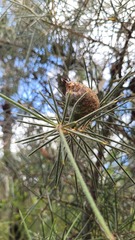 Hakea gibbosa