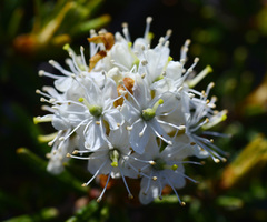 Rhododendron tomentosum