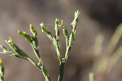 Pimelea glauca