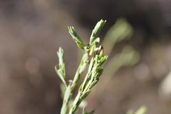 Pimelea glauca