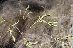 Pimelea glauca