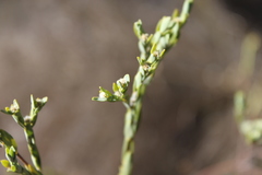 Pimelea glauca