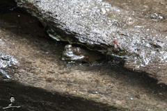 Limnonectes isanensis