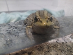 Leptodactylus paranaru