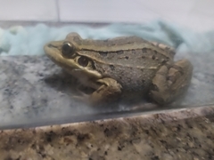 Leptodactylus paranaru