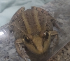 Leptodactylus paranaru