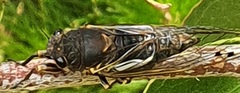 Gelidea torrida