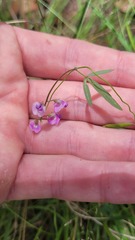 Glycine microphylla
