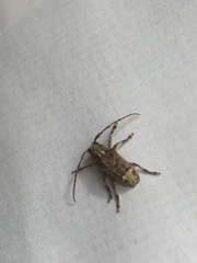 Pterolophia bigibbera