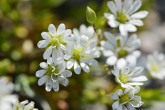 Stellaria humifusa