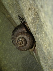 Cyclophorus formosaensis