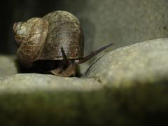 Cyclophorus formosaensis