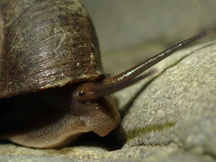 Cyclophorus formosaensis