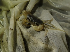 Geothelphusa cinerea