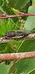 Gelidea torrida