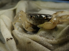 Geothelphusa cinerea