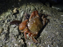 Pseudograpsus setosus