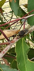 Gelidea torrida