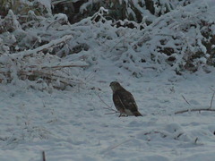 Accipiter gentilis
