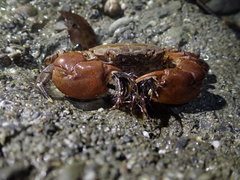 Pseudograpsus setosus