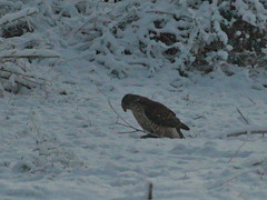 Accipiter gentilis