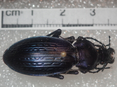 Carabus illigeri simulator