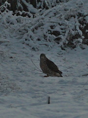 Accipiter gentilis