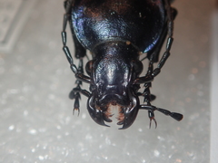 Carabus illigeri simulator